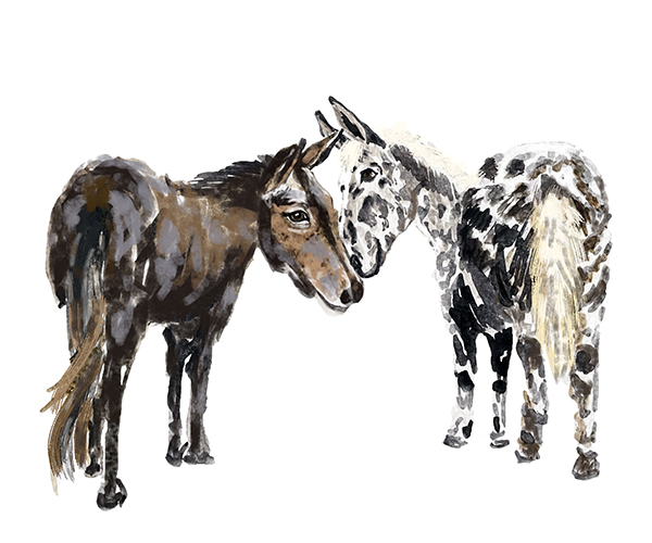 carly martin horse illustration
