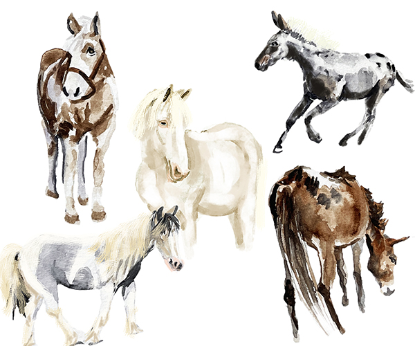 carly martin horse illustration