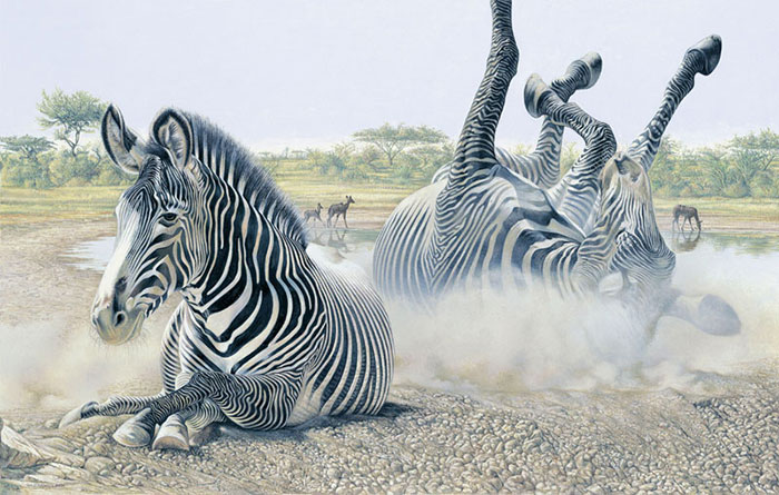 dave stevenson zebra illustration